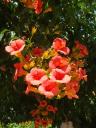 051. Bright orange blossoms of Panormos - Πάνορμος