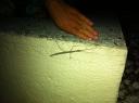 052. Curious living stick - 