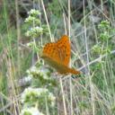 064. Something is written on its wings - 