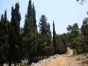 066. Well-preserved road - surrounded by cypress trees on Dhelfi mountain (Δέλφη)