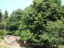 067. Branchy trees of Dhelfi mountain - Δέλφη