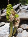 069. Interesting plant - 