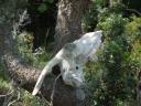 072. Goat scull on the way to Sendoukia tombs - 