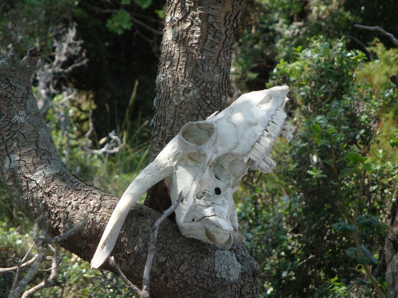 Goat scull on the way to Sendoukia tombs (Σεντούκια)