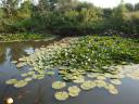 076. Fish in the pond - 