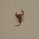 086. Home scorpion - 