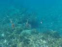 53. Underwater world of Perissa - Santorini