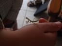 003. Mantis while visiting - South Crete is a pure kingdom of grasshoppers of many kinds, sizes and colors (but not terrible or dangerous!). They strove to get into our house in the evenings.