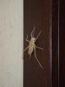 006. Grasshopper - 