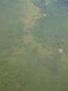 008. Three turtles - Damnoni beach, South Crete