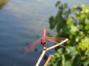 009. Hot pink dragonfly - There are lovely, big dragonflies of bright pink and blue colors on the rivers of South Crete. Damnoni beach (η παραλία Δαμνόνι).