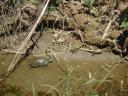 010. Turtle on the bank of the river - Damnoni beach, South Crete