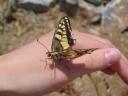 011. Black and yellow butterfly - You can often find such butterflies at South Crete. The butterfly had her wings damaged, so it sat on the arm. After that, we carefully moved it to the flower.