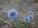012. Lilac burs along the road - Village Mariou (Μαριού), South Crete
