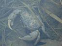 015. Big crab - The river at Damnoni beach, South Crete.