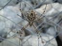 016. Scull-spider - The spider wove a web near the river by Damnoni beach, South Crete.