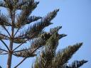018. Bunch of cones at the conifer - On the way from Mariou (Μαριού) village to Plakias (Πλακιάς) beach, South Crete.