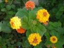 019. Yellow-orange flowers (Lantana camara) - On the way from Mariou (Μαριού) village to Plakias (Πλακιάς) beach, South Crete. We found the plants of Lantana camara on Cyprus, on other Greek islands and in Spain.