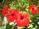 022. Scarlet flame, Hibiscus - South Crete