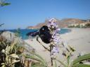 027. African-bumblebee from South Crete - Damnoni beach