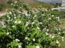 028. Bush with white-pink flowers (Lantana camara) - Damnoni beach, South Crete