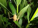 029. Somebody in the bushes… - Big grasshopper hiding from the wind. Damnoni beach, South Crete.