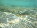 030. Frequent guest of southern shores - Underwater shooting. The right edge (border) of Damnoni beach, South Crete.