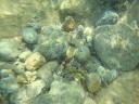 032. Ornate wrasse (female) - Underwater shooting. The right edge of Damnoni beach, South Crete.