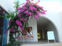 035. Climber ark, Purple Bougainvillea - A timeshare hotel near Damnoni beach, South Crete.