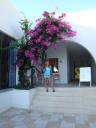 036. Purple ark - Bougainvillea. Timeshare near Damnoni beach, South Crete.