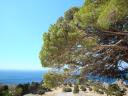038. Branchy pine at Preveli Monastery - Μονή Πρέβελη, Ρέθυμνο. There is a Miraculous Healing Cross at the Preveli Monastery. When fascists tried to send the Cross to Germany, the engines at none of three airplanes could start up.