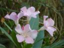050. Flowers - Barefoot walk along Megalos Potamos river (Ο Μεγάλος Ποταμός).
