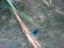 051. Blue dragonfly with two-coloured wings - Barefoot walk along the Megalos Potamos river (Ο Μεγάλος Ποταμός).