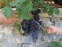 060. Bunch of grapes - Plakias beach (Πλακιάς), South Crete.