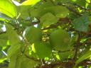 062. Tangerine-tree - Surroundings of Plakias (Πλακιάς), South Crete.