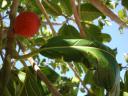 064. Orange ‘fruit’ - A timeshare hotel near Damnoni beach, South Crete.