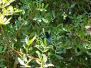 074. Blue and azure dragonfly - Souda Beach (Σούδα). The very right edge of Plakias bay, South Crete.