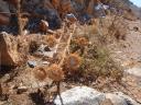 095. Thorns (burs) - Path to Timios Stavros Church. Skinaria village (Σκινάρια, Ρέθυμνο), South Crete.